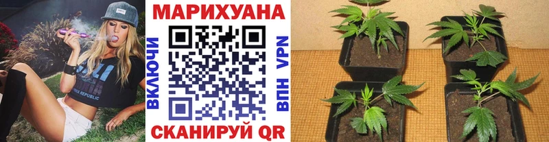 Купить  Кемерово  Марихуана семена 